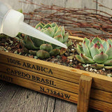 pipette goutte à goutte plante succulente