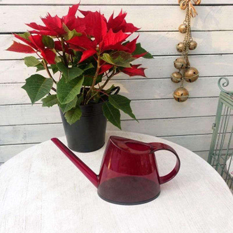 regadera transparent plante d'intérieur