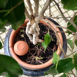 ollas en terre cuite