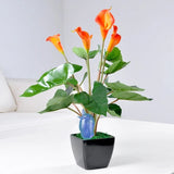 riego capillarité fait casa