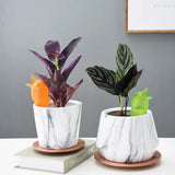 riego capillarité plante d'intérieur