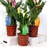 regar par capillarité