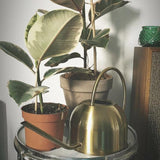 regadera déco (Doré) | Regadera Diseño