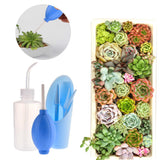 entretien plante succulente 