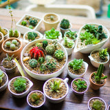 jardinage plante grasse