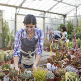 jardinage cactus et plante grasse