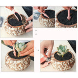 terreau plante succulente 