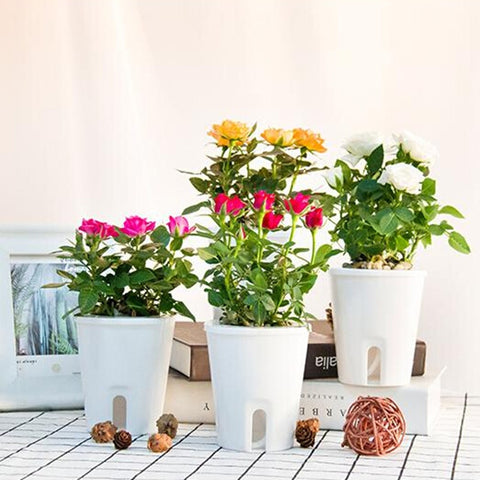 pot hydroponique plante intérieur