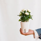 planta de riego hidropónico