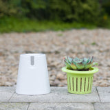 planta en maceta con riego continuo