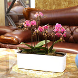 orchidée jardinière 