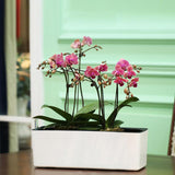 riego jardinière balcon