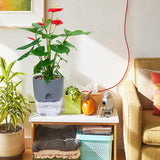 Planta de interior con riego autónomo de macetas.