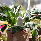 humidimètre jardín