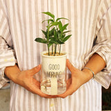 riego en continue plante d'intérieur