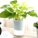 pot de fleur automatique