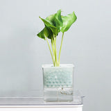 pot hydroponique plante verte