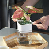 pot riego par capilarité