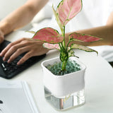 pot autonome plante de bureau