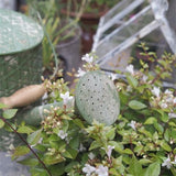 regadera décoratif vintage