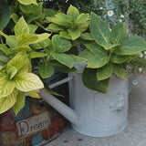 regadera en zinc déco